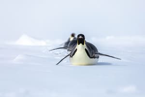 Scenic Eclipse Excursions Penguins 1.jpeg